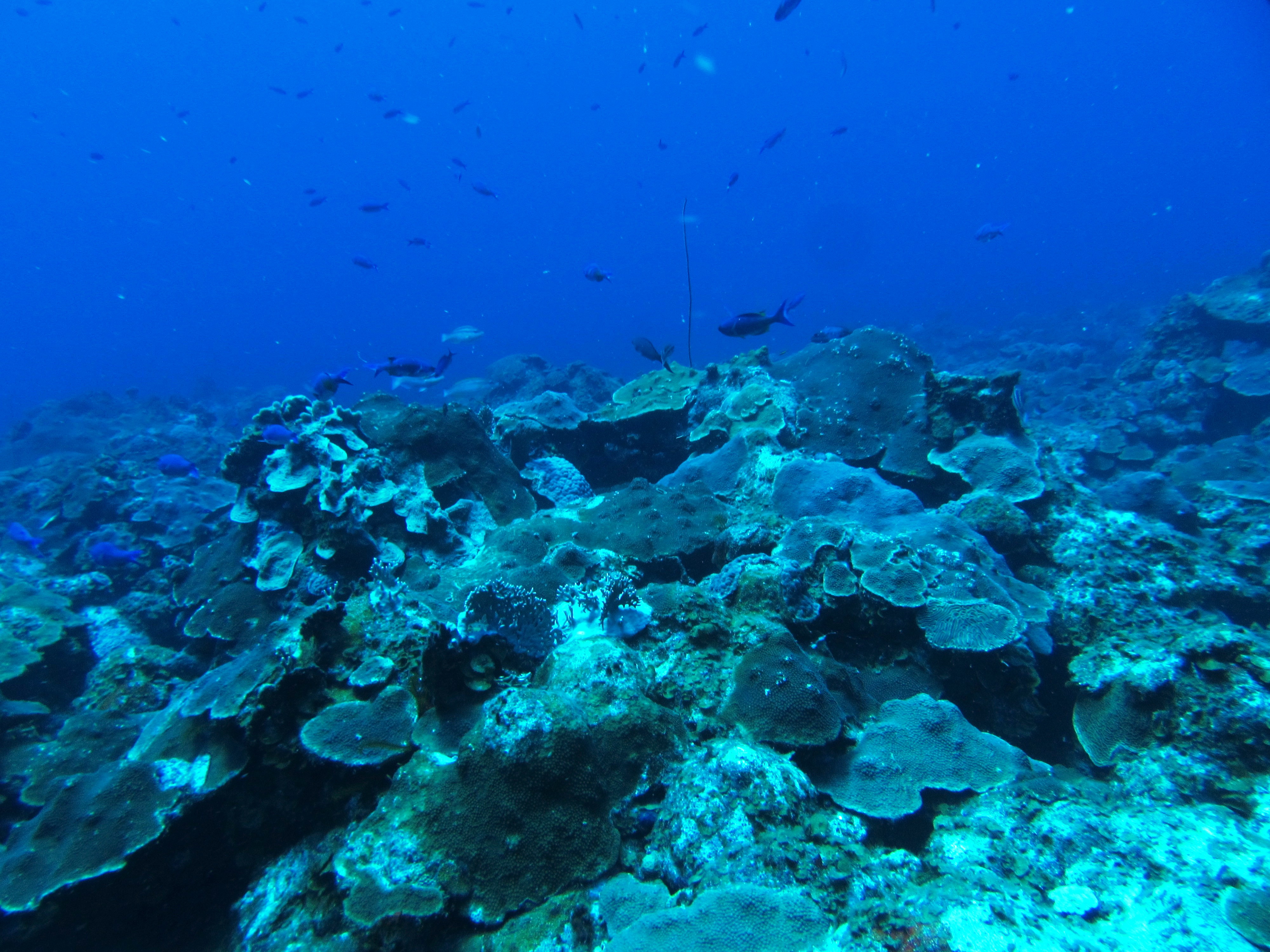 Mesophotic Reef in USVI